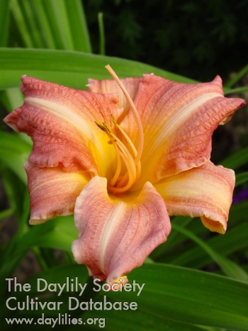 Daylily Childrens Festival